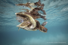 baby-turtle-Humboldt-Tiburon-Explorer-Galapagos-Explorer-Ventures-Liveaboard-Diving