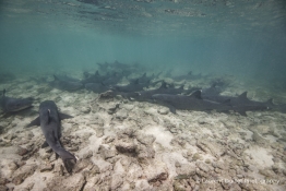 whitetip-reef -sharks-Humboldt-Tiburon-Explorer-Galapagos-Explorer-Ventures-Liveaboard-Diving
