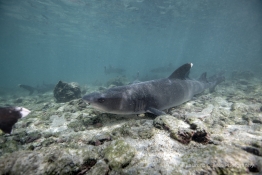 whitetip-reef-shark2-Humboldt-Tiburon-Explorer-Galapagos-Explorer-Ventures-Liveaboard-Diving