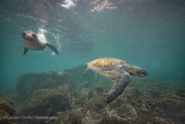turtle-and-sea-lin-Humboldt-Tiburon-Explorer-Galapagos-Explorer-Ventures-Liveaboard-Diving