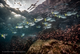 fishy-reef-Humboldt-Tiburon-Explorer-Galapagos-Explorer-Ventures-Liveaboard-Diving