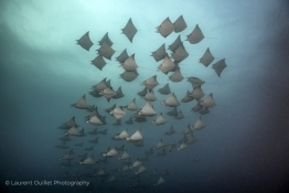 schooling-eagle-rays-Humboldt-Tiburon-Explorer-Galapagos-Explorer-Ventures-Liveaboard-Diving