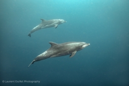 dolphins-Humboldt-Tiburon-Explorer-Galapagos-Explorer-Ventures-Liveaboard-Diving