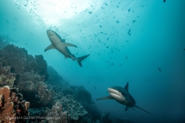 galapagos-sharks-Humboldt-Tiburon-Explorer-Galapagos-Explorer-Ventures-Liveaboard-Diving