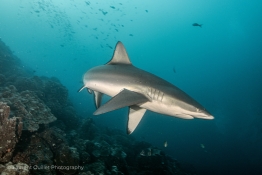 galapagos-shark-Humboldt-Tiburon-Explorer-Galapagos-Explorer-Ventures-Liveaboard-Diving