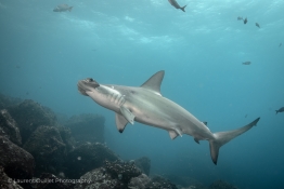 solo-hammerhead-Humboldt-Tiburon-Explorer-Galapagos-Explorer-Ventures-Liveaboard-Diving