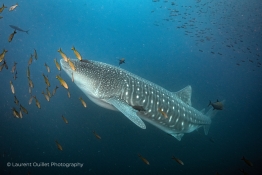 whaleshark-solo-Humboldt-Tiburon-Explorer-Galapagos-Explorer-Ventures-Liveaboard-Diving
