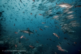 Hammerhead-shark-and-fishes-Humboldt-Tiburon-Explorer-Galapagos-Explorer-Ventures-Liveaboard-Diving