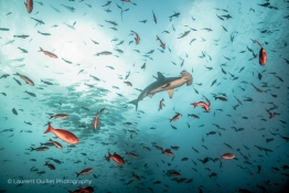 Hammerhead-shark-clear-Humboldt-Tiburon-Explorer-Galapagos-Explorer-Ventures-Liveaboard-Diving