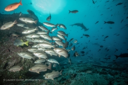 fishes-and-hammerhead-Humboldt-Tiburon-Explorer-Galapagos-Explorer-Ventures-Liveaboard-Diving