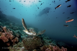 turtle-and-whaleshark-Humboldt-Tiburon-Explorer-Galapagos-Explorer-Ventures-Liveaboard-Diving