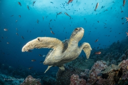 Turtle-swimming-Humboldt-Tiburon-Explorer-Galapagos-Explorer-Ventures-Liveaboard-Diving