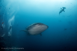 whaleshark-and -hammerheads-Humboldt-Tiburon-Explorer-Galapagos-Explorer-Ventures-Liveaboard-Diving