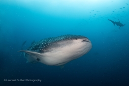 whaleshark-Humboldt-Tiburon-Explorer-Galapagos-Explorer-Ventures-Liveaboard-Diving