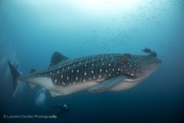 pregnant-whaleshark-Humboldt-Tiburon-Explorer-Galapagos-Explorer-Ventures-Liveaboard-Diving