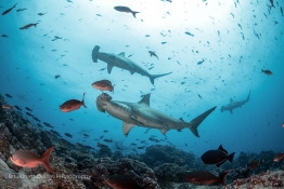 hammerheads-fisheye-Humboldt-Tiburon-Explorer-Galapagos-Explorer-Ventures-Liveaboard-Diving