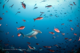 Hammerhead-solo-clear2-Humboldt-Tiburon-Explorer-Galapagos-Explorer-Ventures-Liveaboard-Diving