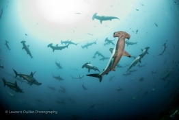 Schooling-Hammerheads-from-below-Humboldt-Tiburon-Explorer-Galapagos-Explorer-Ventures-Liveaboard-Diving