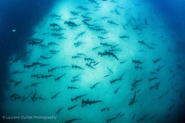 schooling-hammerheads-on-sand-bank-Humboldt-Tiburon-Explorer-Galapagos-Explorer-Ventures-Liveaboard-Diving