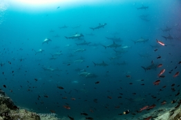 Schooling-Hammerheads-in-the-blue-Humboldt-Tiburon-Explorer-Galapagos-Explorer-Ventures-Liveaboard-Diving