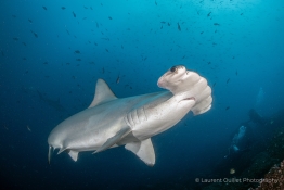 hammerhead-close-up-Humboldt-Tiburon-Explorer-Galapagos-Explorer-Ventures-Liveaboard-Diving