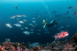 diver-with-fishes-Humboldt-Tiburon-Explorer-Galapagos-Explorer-Ventures-Liveaboard-Diving
