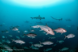 snapers-and-hammerheads-Humboldt-Tiburon-Explorer-Galapagos-Explorer-Ventures-Liveaboard-Diving
