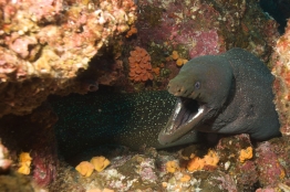 Fine-spotted-moray-eel-Humboldt-Tiburon-Explorer-Galapagos-Explorer-Ventures-Liveaboard-Diving