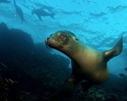Galapagos-Sea-Lion-big-eyes-underwater-Humboldt-Tiburon-Explorer-Galapagos-Explorer-Ventures-Liveaboard-Diving