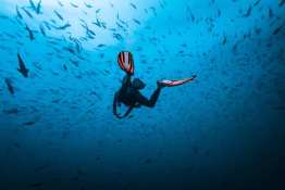 Diver-in-the-blue_Humboldt-Tiburon-Explorer-Galapagos-Explorer-Ventures-Liveaboard-Diving