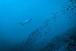 Hammerhead-shark_Humboldt-Tiburon-Explorer-Galapagos-Explorer-Ventures-Liveaboard-Diving