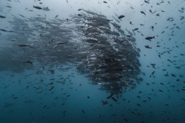 Schooling-jacks_Humboldt-Tiburon-Explorer-Galapagos-Explorer-Ventures-Liveaboard-Diving