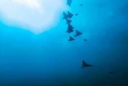 Schooling-rays_Humboldt-Tiburon-Explorer-Galapagos-Explorer-Ventures-Liveaboard-Diving