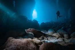 Wolf-cave4_Humboldt-Tiburon-Explorer-Galapagos-Explorer-Ventures-Liveaboard-Diving