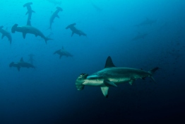 Hammerhead-school-Humboldt-Tiburon-Explorer-Galapagos-Explorer-Ventures-Liveaboard-Diving