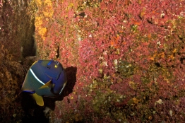 King-Angelfish-Humboldt-Tiburon-Explorer-Galapagos-Explorer-Ventures-Liveaboard-Diving