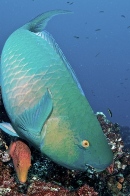 Parrotfish-Humboldt-Tiburon-Explorer-Galapagos-Explorer-Ventures-Liveaboard-Diving