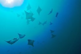 School-of-Manta-rays-Humboldt-Tiburon-Explorer-Galapagos-Explorer-Ventures-Liveaboard-Diving