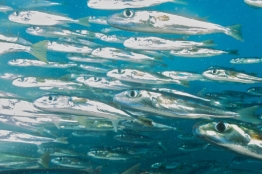 Shiny-fish-Humboldt-Tiburon-Explorer-Galapagos-Explorer-Ventures-Liveaboard-Diving