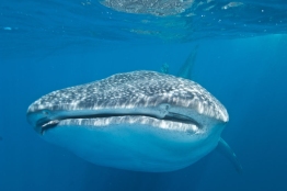 Whaleshark-face-Humboldt-Tiburon-Explorer-Galapagos-Explorer-Ventures-Liveaboard-Diving