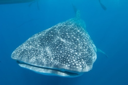 Whaleshark-top-Humboldt-Tiburon-Explorer-Galapagos-Explorer-Ventures-Liveaboard-Diving