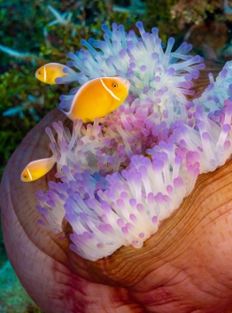 Black-Pearl-Explorer-Underwater-Anenome-01321