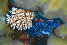 Black-Pearl-Explorer-Underwater-Mini-Clam-01255