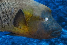 Black-Pearl-Explorer-Underwater-Napolean-Wrasse-01819