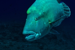 Black-Pearl-Explorer-Underwater-Napolean-Wrasse-01824