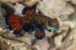 A Colorful Mandarin Fish in Palau