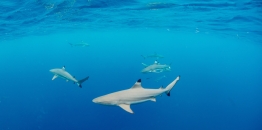 Black Tip Sharks in Palau, Shark Sanctuary