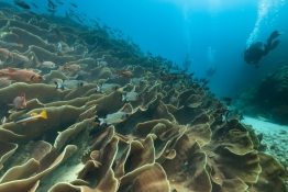 Palau Diving -  Cabbage coral of  Ulong Channel