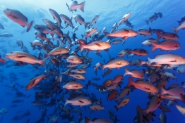 Red snapper fish in Palau