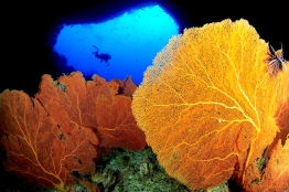 Huge seafan and diver in Sears Tunnel, Palau